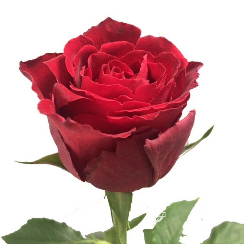 Pink Roses